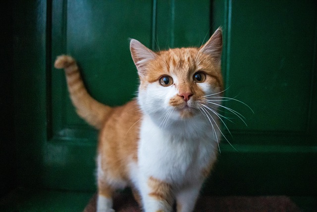 Happy Pet Hub gallery 1