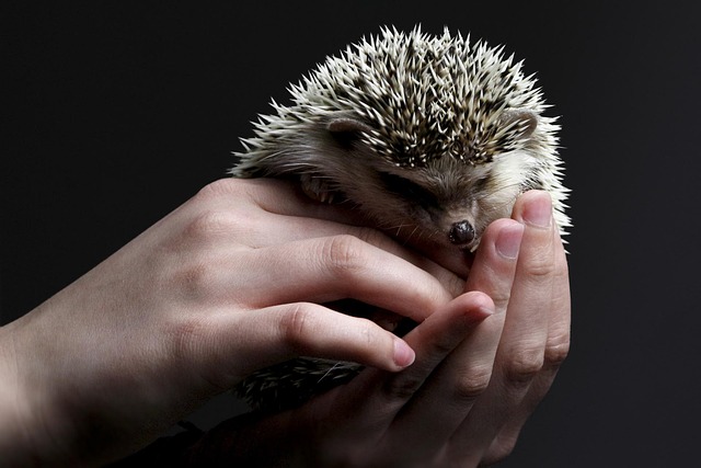 Happy Pet Hub gallery 2
