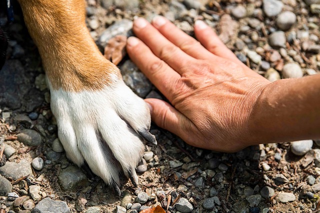 Happy Pet Hub gallery 4