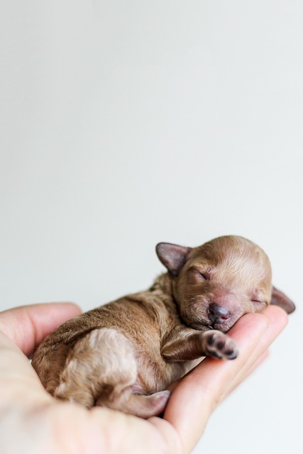 Happy Pet Hub gallery 5