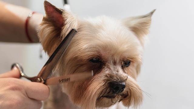 New Dog Owner Complete Guide