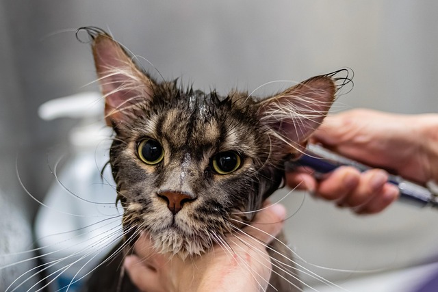 The Complete New Pet Owner's Guide (Any Species)