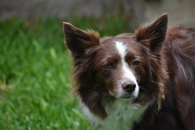 10 Signs Your Pet Is Bored (And What to Do)