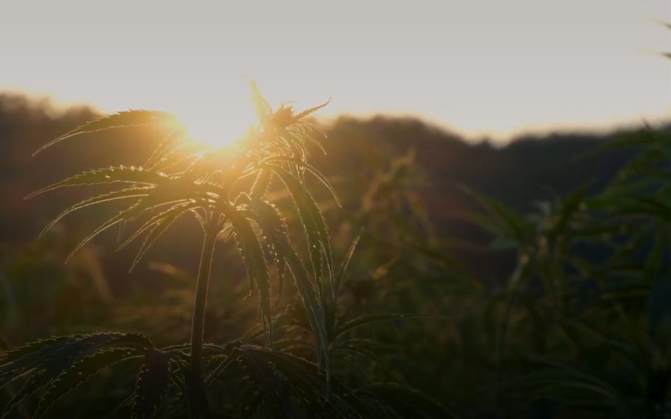 CBD & Hemp Oils website preview
